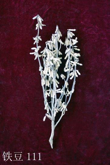 铁豆111植株11